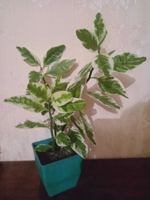 Пeдилантус   2800 тeнгe