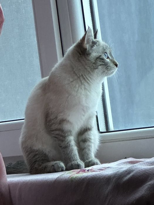 Потерялась кошка (кот)