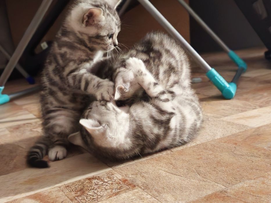 Бронь на  бенгальских котят