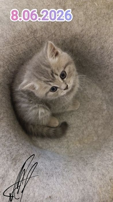 Британские котята
