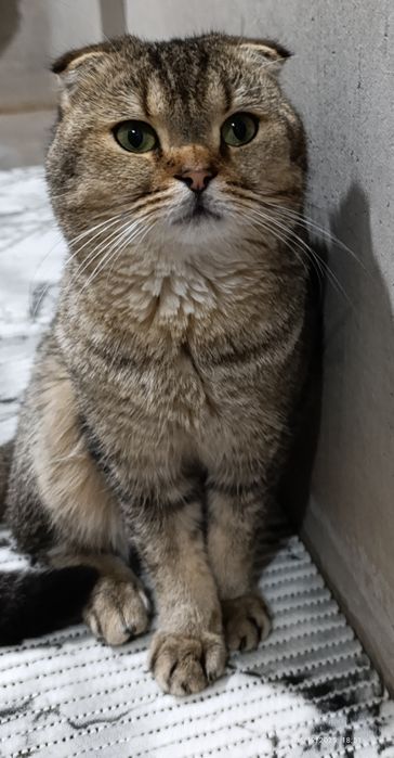 Scattish fold oʻgʻil mushuk