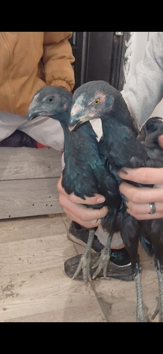 Балапандар 2 шт мекен сатылады