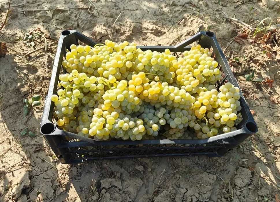 Vand Struguri de Vin