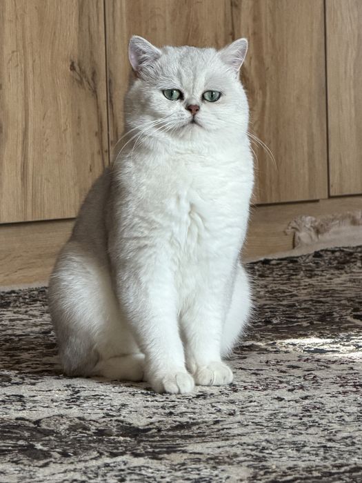 Продается британка шиншилла