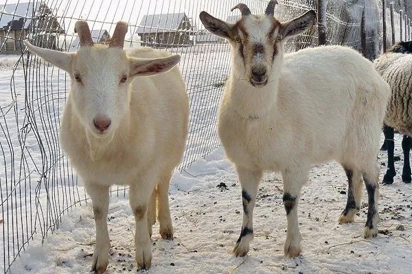 Отдам коз бесплатно