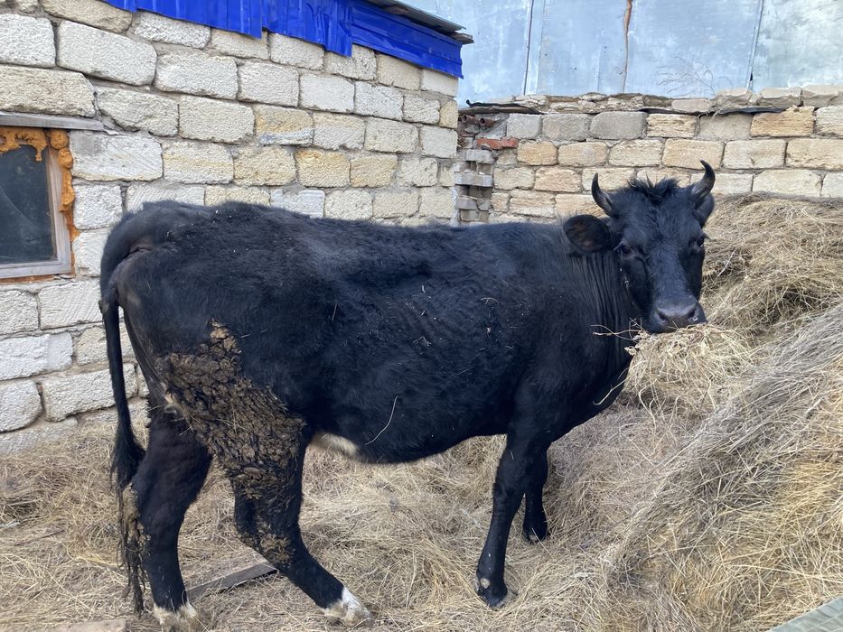 Продам Корову 5 летний.