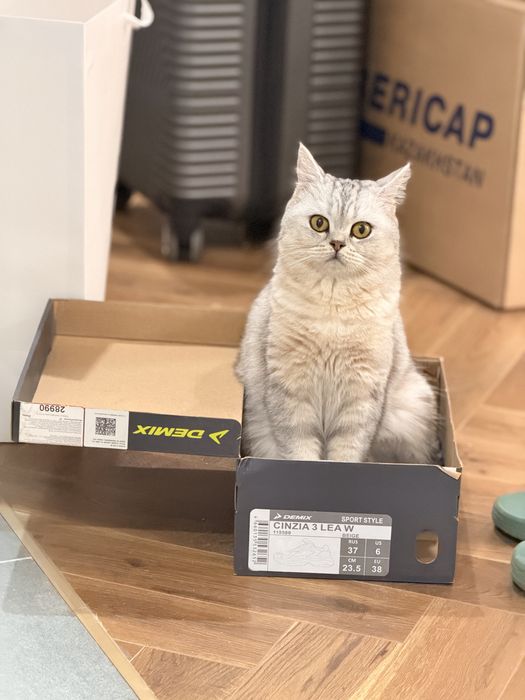 Котенок Британка