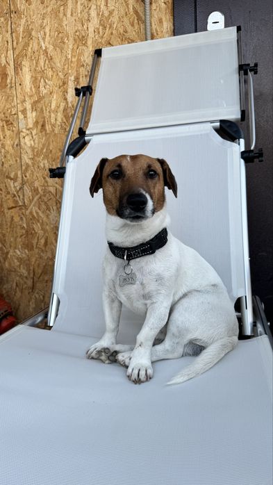 Джек рассел терьер для вязки