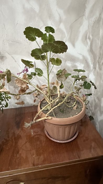 Цветы, комнатные растения