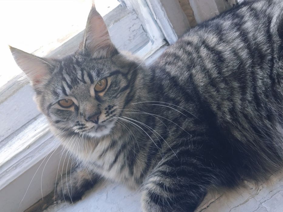 Отдам кошку в добрые руки