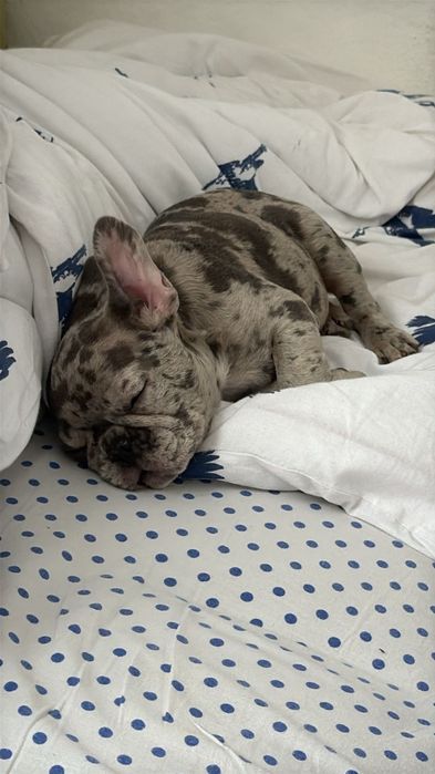 Продам французского бульдога