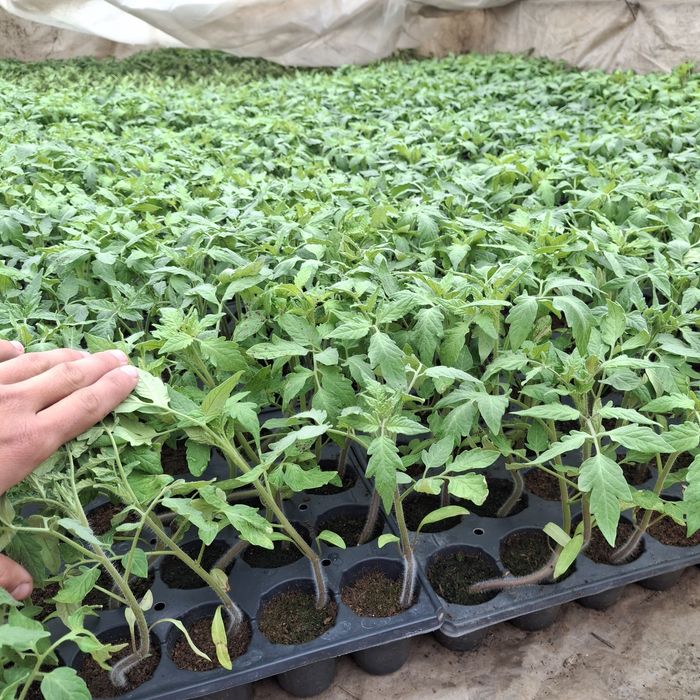 Răsad roșii prekos