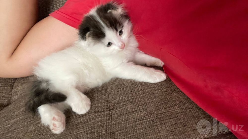 Turkish angora mushuk 2 oylil qiz bola nasil olsa boladi