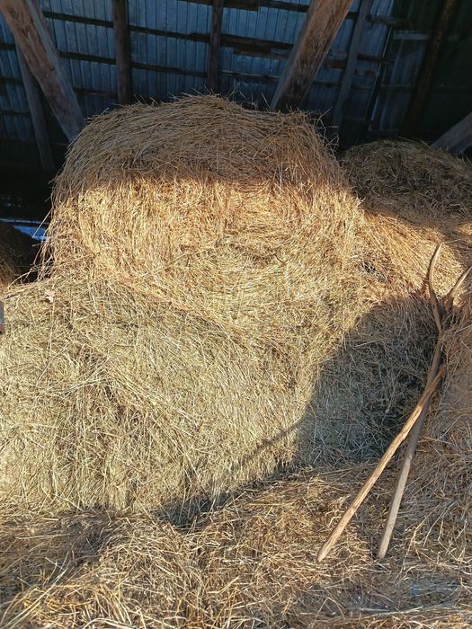 Vaca pt abator și baloți de fân