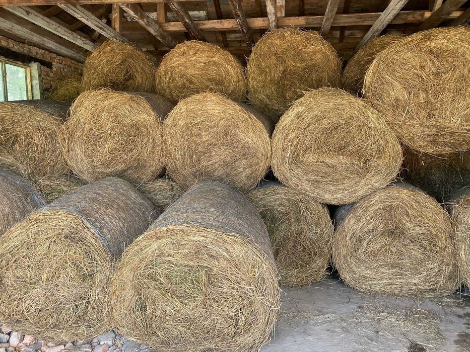 Baloți de lucernă Coasa 1