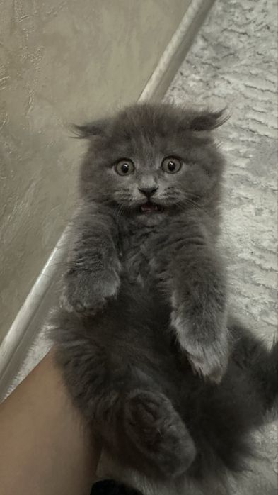 Скотиш фолд котенок