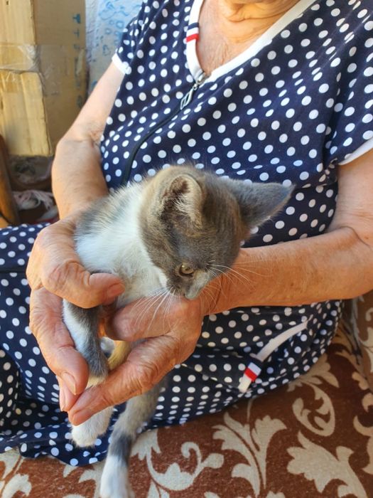 Отдам котят в добрые руки