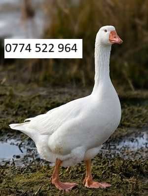 Vand Gaste crescute natural,Belciugatele 20 Km distanta de Bucuresti