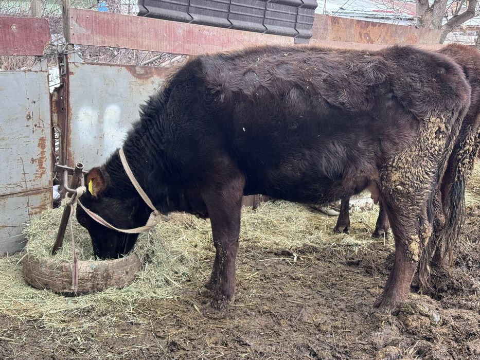 Семіз сиыр сатылады