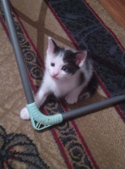 Отдам котят в добрые руки