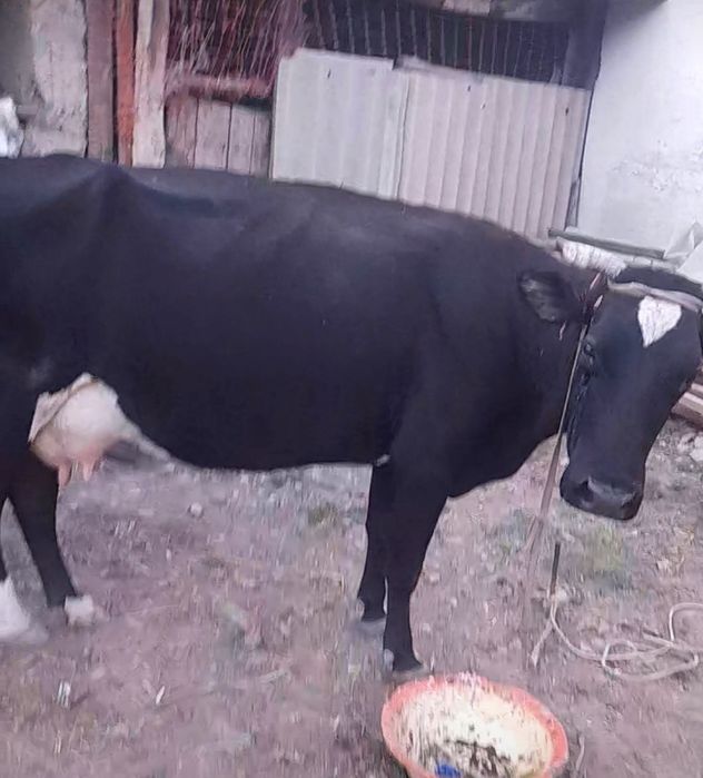 продаю корову с теленком