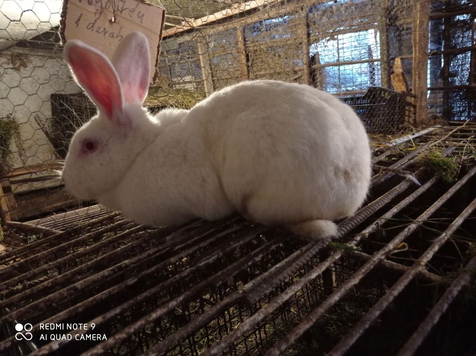 Iepuri de vinzare Brasov masculi maturi femele fluture german