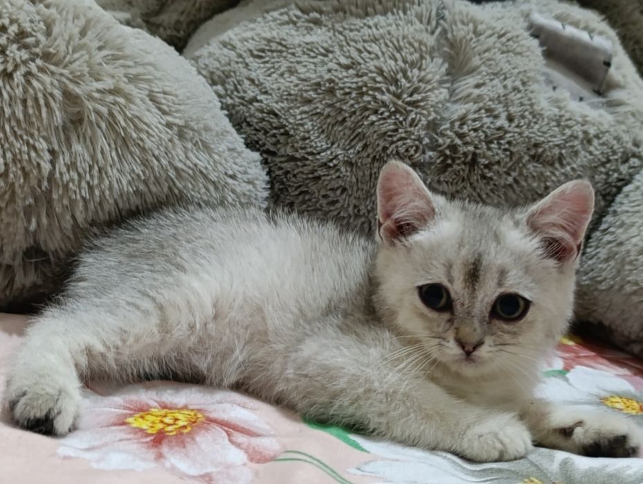 Serebrista Shinwilla