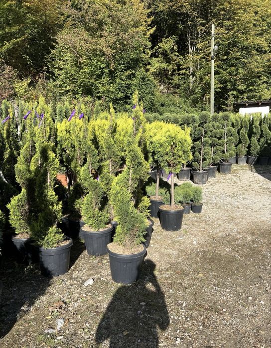 Amenajari gradini calitate superioass