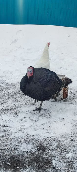 Продам индюка самца