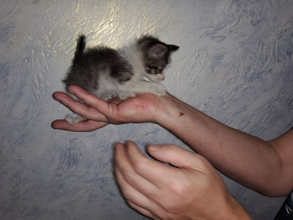 Котёнок в добрые руки
