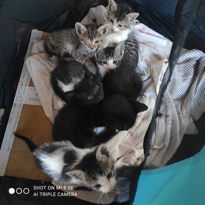 Donez pisici mici de 1 luna