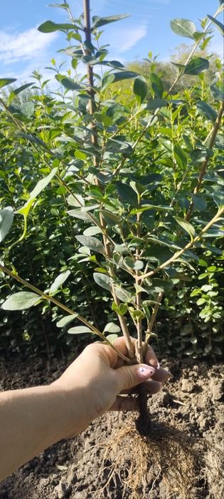 Лигуструм - Овалифолиум