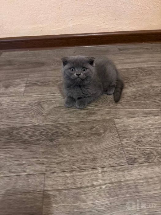 Скотиш страйт и фолд
