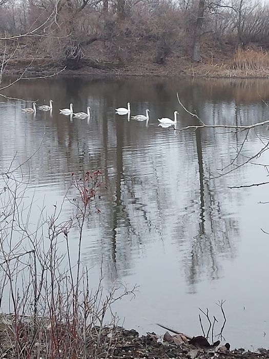 Аренда  земли в ближайшем пригороде