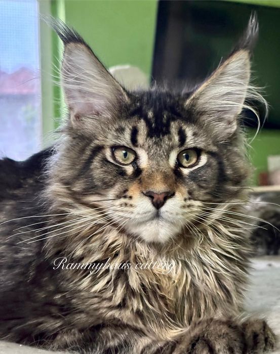 Felisa autorizata WCF, vinde pisoi cu pedigree, rasa Maine coon