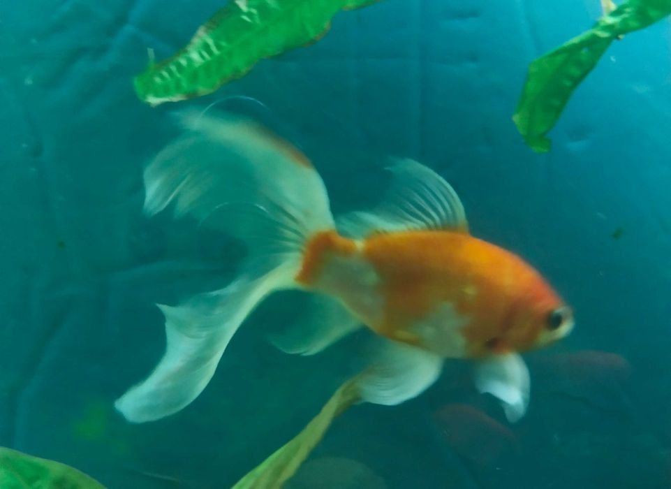 Рыба золотая Комета 18см