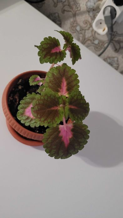 Продам денежное дерево, молочай,колеус,алое