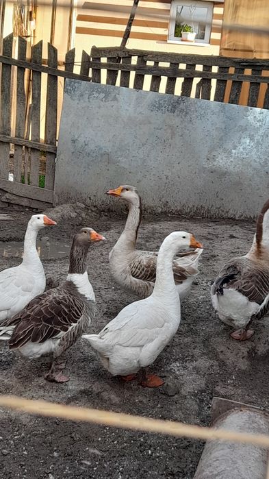 Ghste de vhnzare 5 ghste si 2 ghscani se vide ca am hnca 15 boboci  si hi tin