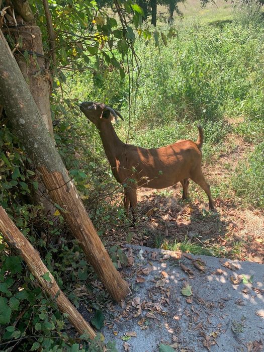 Capre si țapi Alpina Franceza - tineri, deparazitati