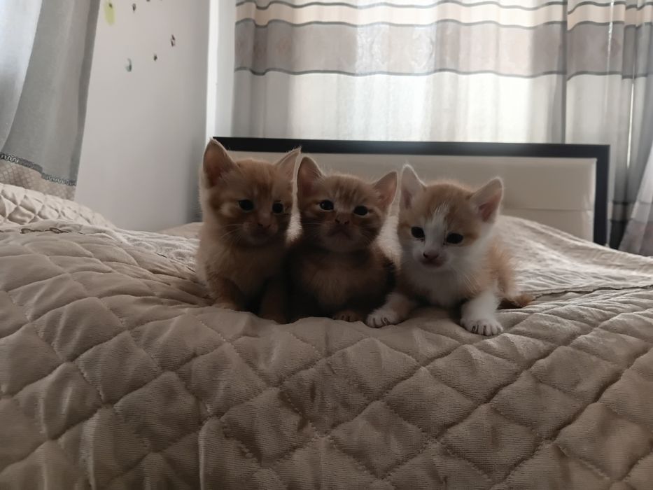 Отдам котят в хорошие руки