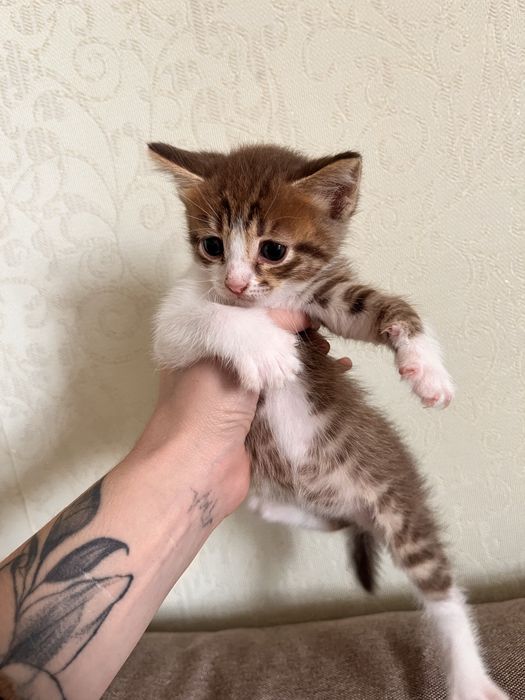 Малыши ищут дом