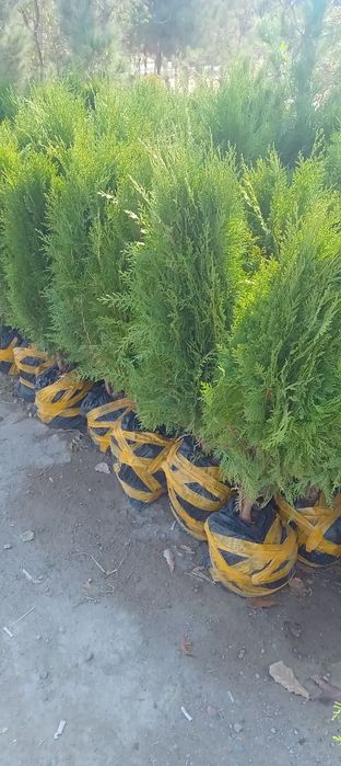 Barcha turdagi manzara va mevali