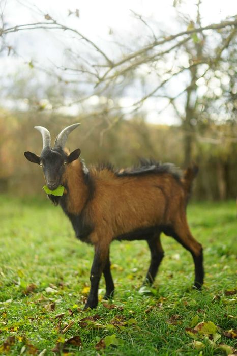 Vand TAP alpina franceza 1 an - foarte viril - vanzare sau schimb