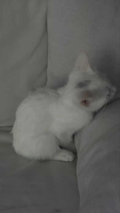 Белая кошка отдам в добрые руки