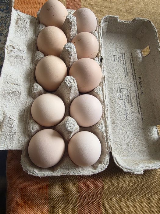 Ouă pentru incubator – Australorp original