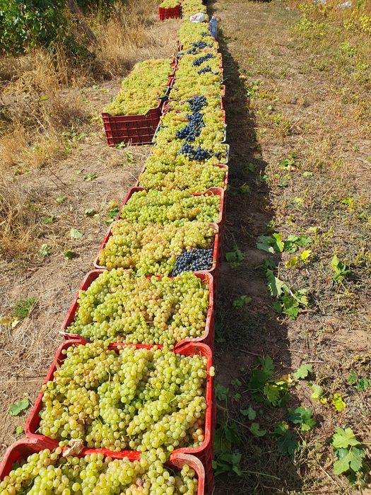 Vând struguri de vin