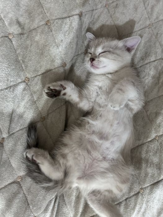 Веслоухий котенок