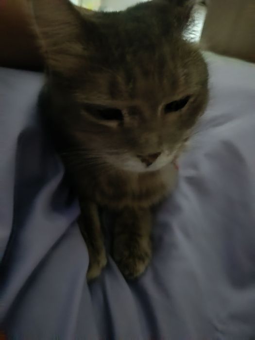 продаётся кошка .