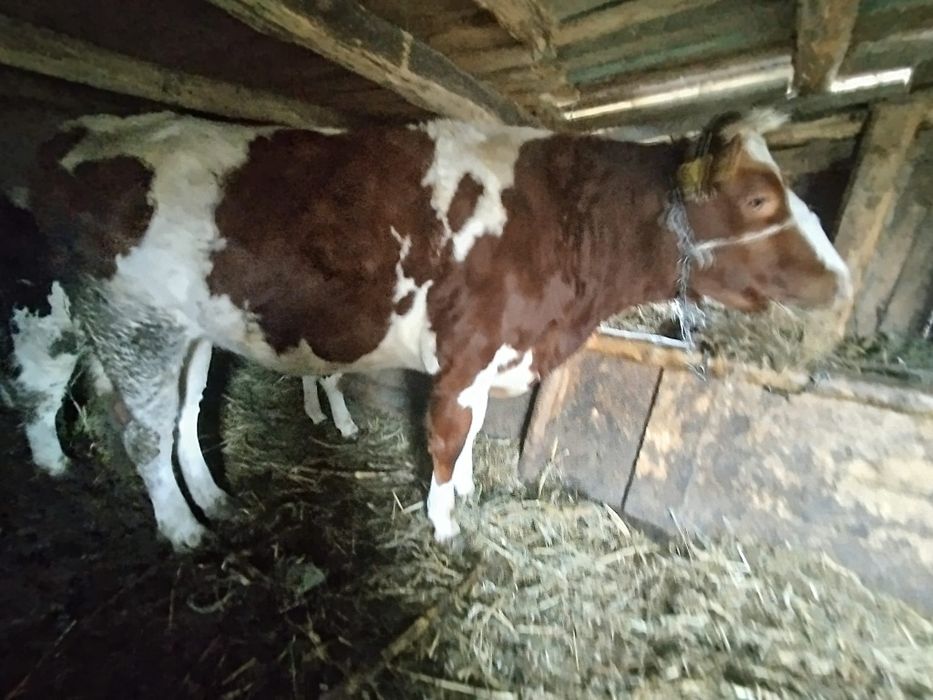 De vanzare o vaca de 9 ani si o juninca la prima fatare vaca 9000 llei