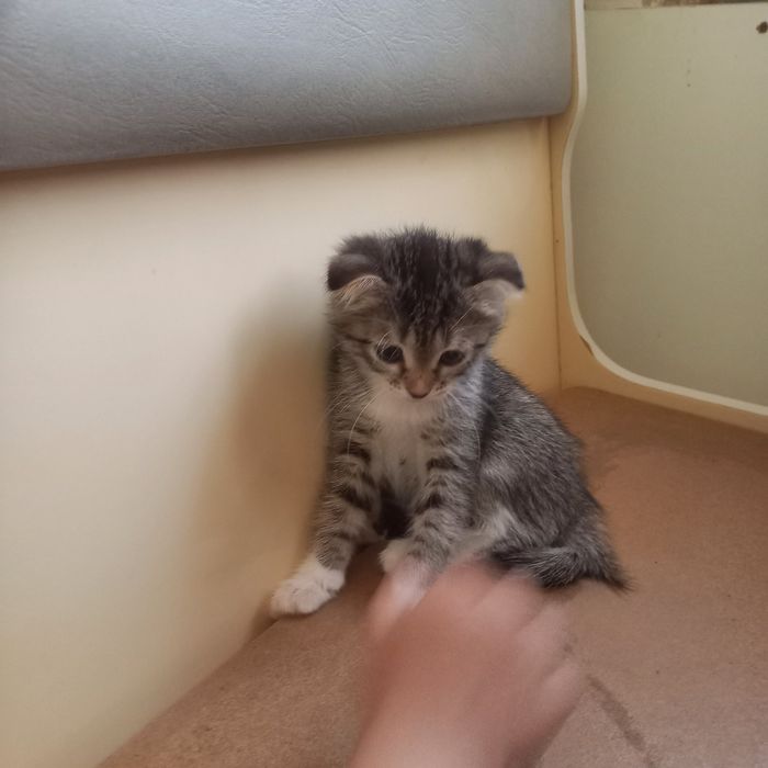 Вислоухий котёнок 1,5 мес {девочка}